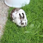 奥索农场假期酒店 * 上特劳恩