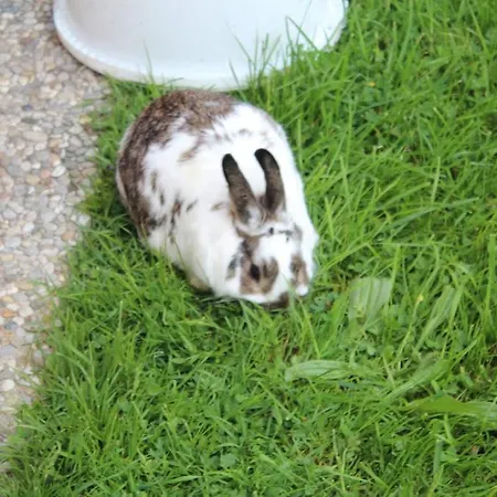 Osl * Όμπερτραουν