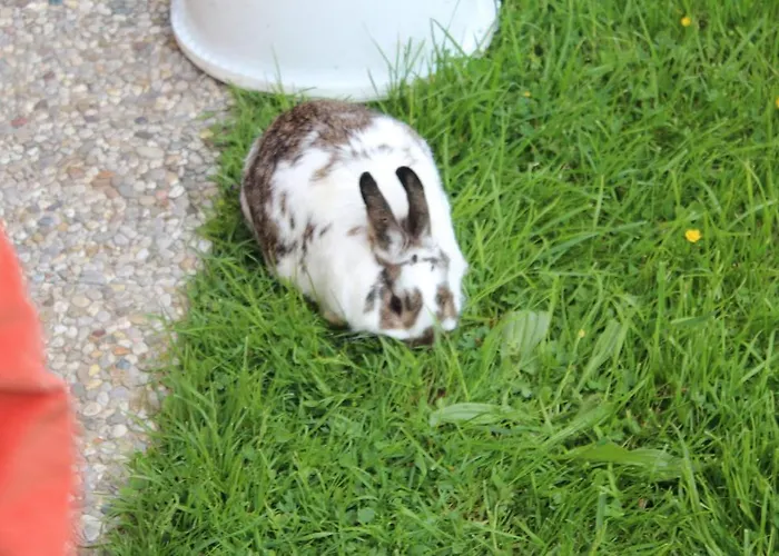 Osl * Όμπερτραουν